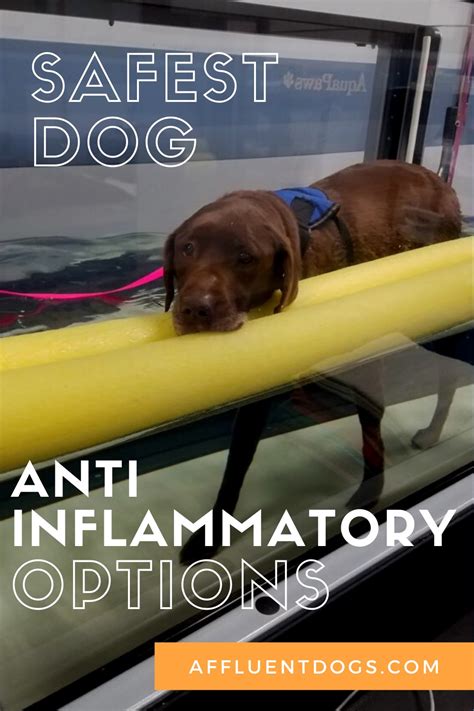 What is the Safest Anti-Inflammatory for Dogs? | Affluent Dogs