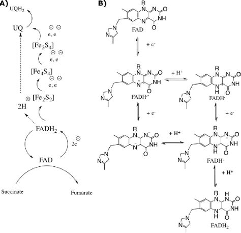 Figure From Why The Flavin Adenine Dinucleotide Fad Cofactor Needs