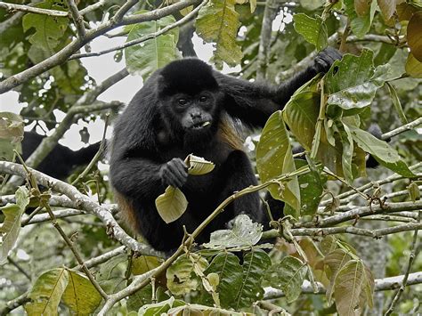 Mantled Howler Monkey 4885586 Stock Photo At Vecteezy