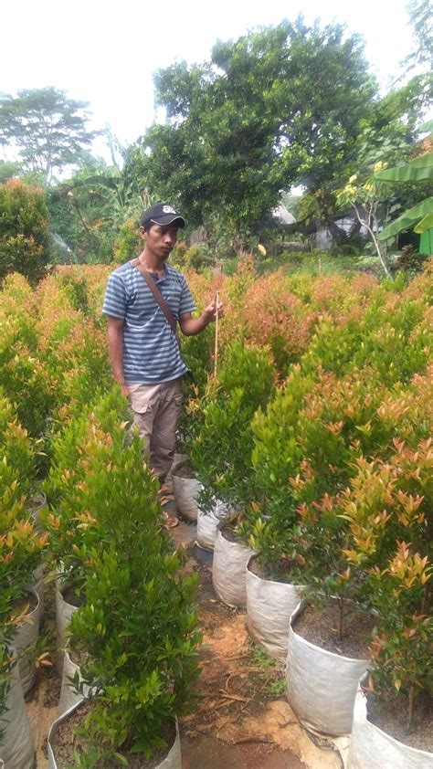 Tukang Taman SAUNG FLORA Jual Pohon Pucuk Merah Oleana Syzygium