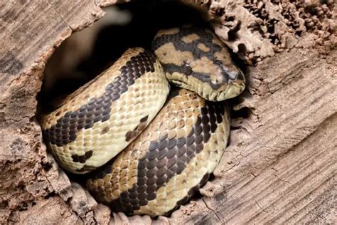 Carpet Python Care Sheet (Complete Setup) - ReptileHow.com