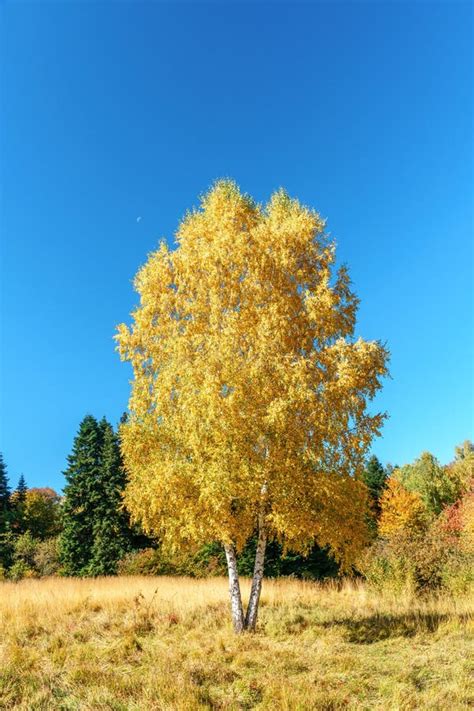 Scenic Golden Autumn Sunny Day Countryside Landscape With Two Trunk Yellow Birch Tree On Forest