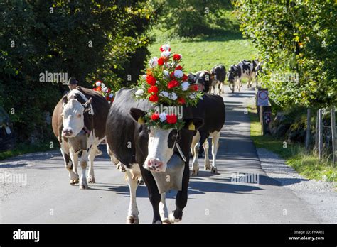 Parade Of Cows During The Alpine Cattle Descent In Charmey Switzerland