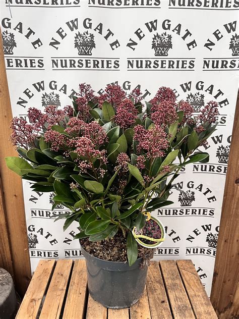 Skimmia Japonica Rubella Newgate Nurseries