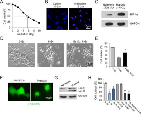 Hypoxia Pretreatment Mediates Radioresistance And Induces Autophagy In