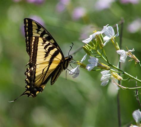 Berard Laura Monarch Butterfly Eating Nectar Sierra Camera Club