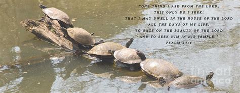 27++ Inspirational Quotes With Turtles - Richi Quote