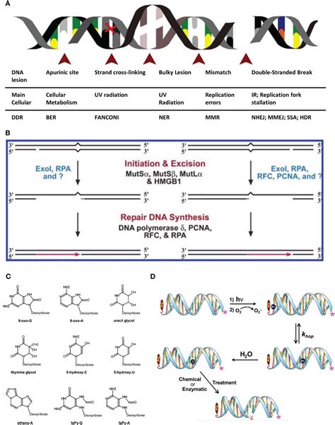 Frontiers Research Progress On The Role And Mechanism Of DNA Damage