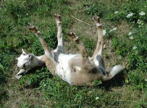 Fainting Goats 6 Pics 1  4 Videos