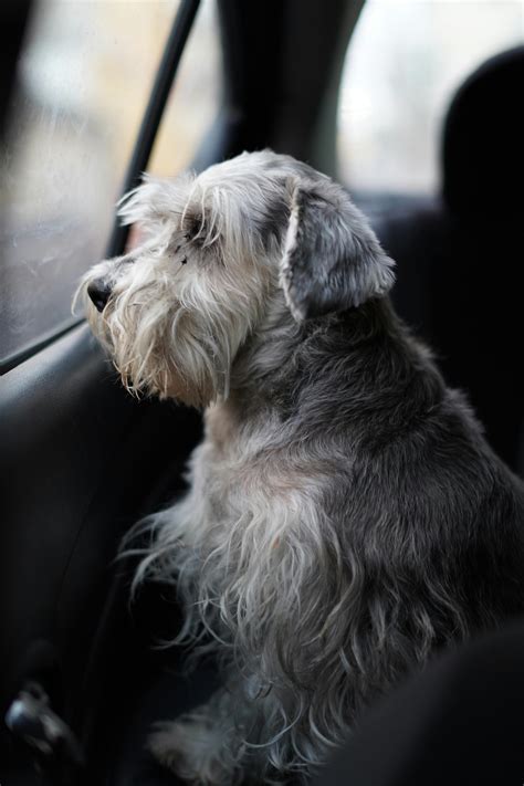 Pets$ Photos, Download The BEST Free Pets$ Stock Photos & HD Images