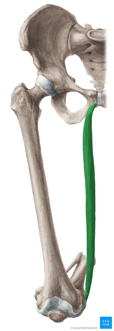 Gracilis Origins Insertions Innervation And Action Kenhub