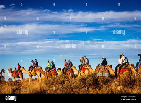 A Camel Sunset Tour In The Australian Outback Uluru Northern