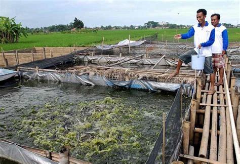 Cara Budidaya Ikan Lele Di Kolam Terpal