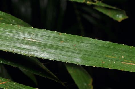 Calamus Siphonospathus Arecaceae Image 145849 At PhytoImages Siu Edu