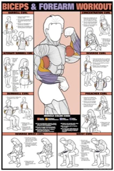 Bicep Exercises Chart