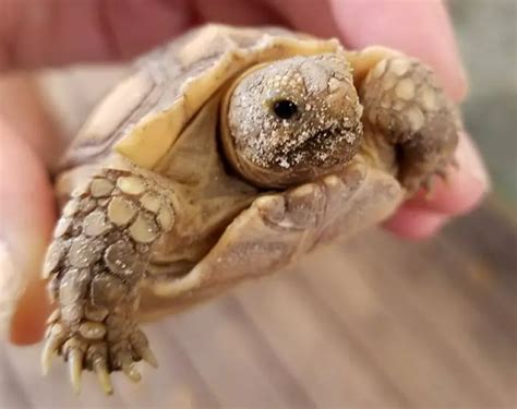 Tortoise Mouth Rot Causes Symptoms Prevention Treatment