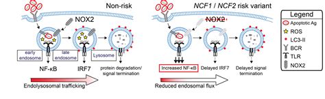 Nadph Oxidase Exerts A B Cell Intrinsic Contribution To Lupus Risk By