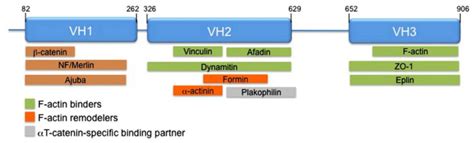 Schematic Of α Catenin And Its Interacting Partners α Catenin Contains Download Scientific