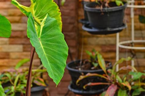 How To Repot An Elephant Ear Plant A Simple Guide Foliage Friend