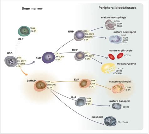 IJMS Free Full Text Subsets Of Eosinophils In Asthma A Challenge