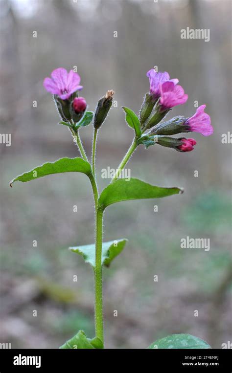 Early Spring Plant Lungwort Pulmonaria Obscura Blooms In The Wild