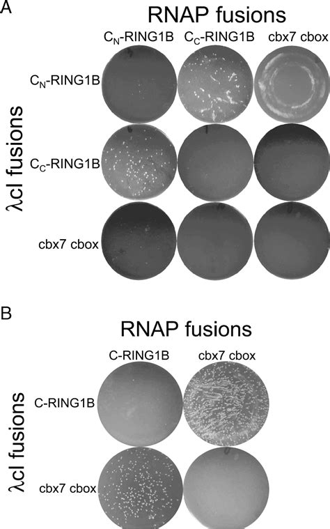 Figure 3 From Structural Transitions Of The RING1B C Terminal Region