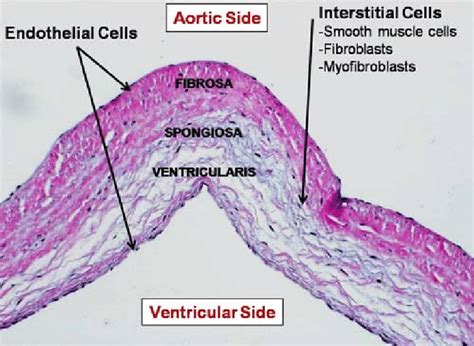 Microstructure of aortic valve cusps showing the characteristic ...