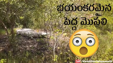 Coringa Wildlife Sanctuary Tourist Spot In Kakinada Varshitha