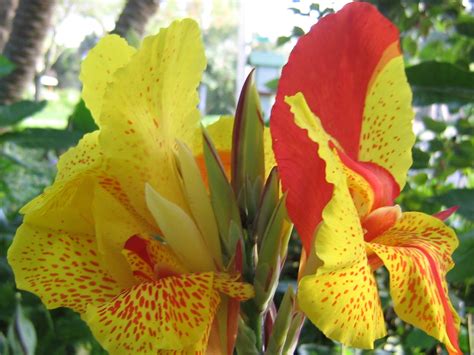 How To Grow Canna Lilies From Seed The Garden Of Eaden