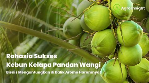 Menakjubkan Bisnis Kelapa Pandan Wangi Terungkap Aroma Eksotis Yang