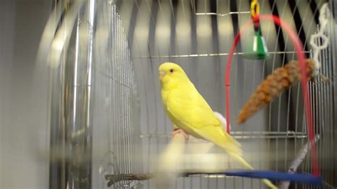 Yellow parrot sits in a cage 4716425 Stock Video at Vecteezy