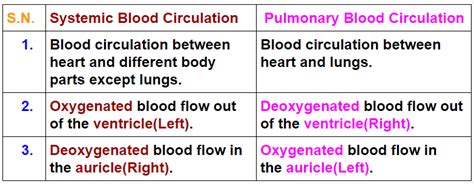 Differences Between Systemic Blood Circulation And Pulmonary Blood