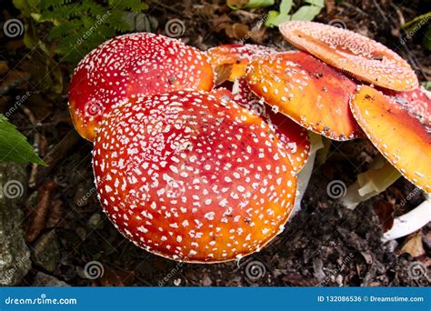 Group Of Red Toadstool Amanita Muscaria Mushroom Stock Photo Image Of