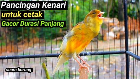 PANCINGAN KENARI GACOR NEMBAK PANJANG SUARA BURUNG MASTERAN KENARI