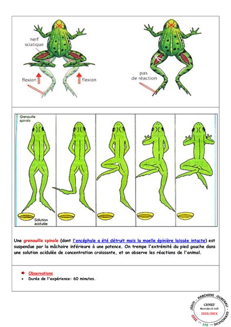 Fiche Technique R Flexes Spinaux Alloschool