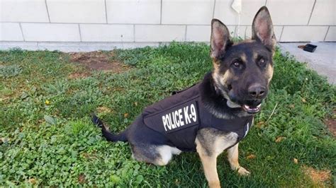 Lone Peak Police K9 Officer Gets Body Armor From Non Profit Donation