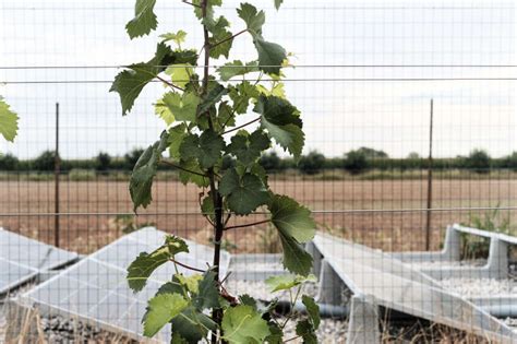 Irrigazione Veneta Enovitis In Campo