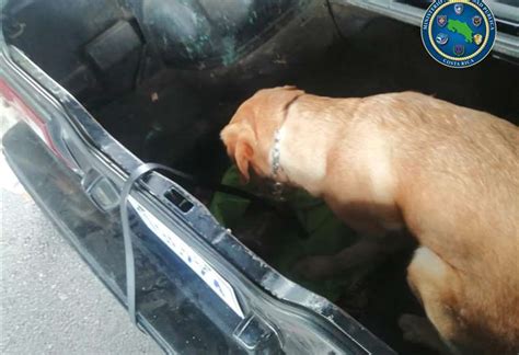 Agente Canino Iker Fue Clave Para La Detecci N De Gramos De