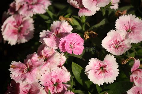 Jardin Fleurs Roses Dianthus Plumarius Feuilles Vertes Pix Sshukla