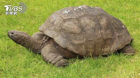 全球最高齡陸龜慶190大壽 獸醫認證：性慾還很強│英國│強納森│研究│tvbs新聞網