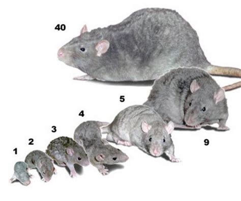 This Image Shows The Sizes Of Rats The Numbers Indicate Age In Weeks