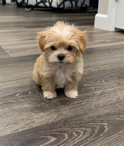 Cream Maltipoo Pictures Included — My Doodle Puppy