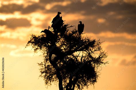 Vultures silhouette in the sunset in Kenya. Stock Photo | Adobe Stock