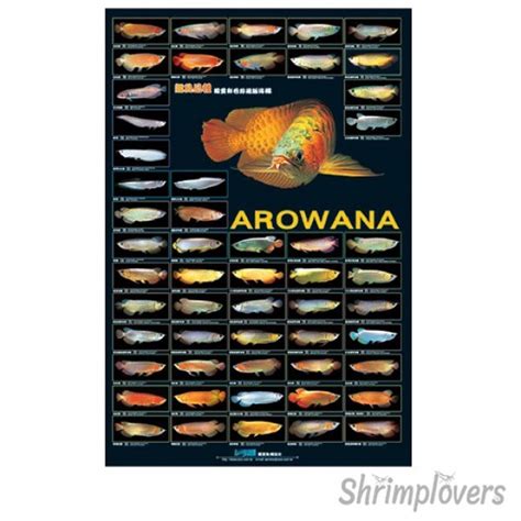 Stunning Arowana Poster Rare Edition High Gloss Images