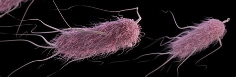 mouldy | Know Pathology Know Healthcare