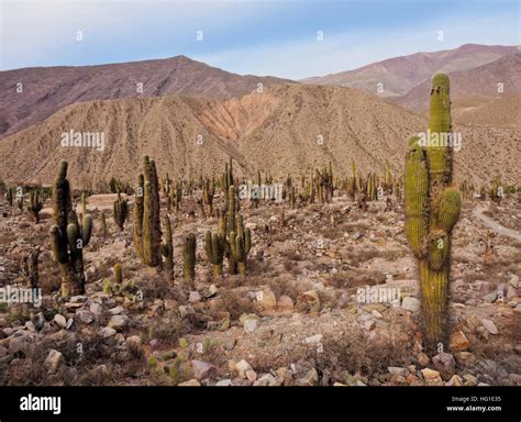 Argentina Jujuy Province Tilcara View Of The Pucara De Tilcara Pre