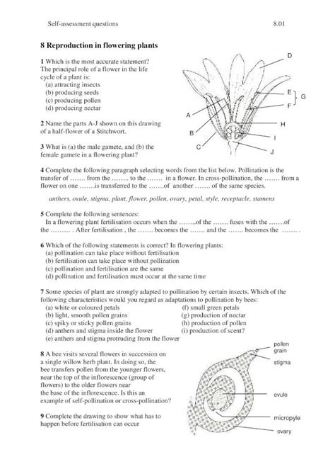 Pdf Reproduction In Flowering Plants Igcse Aleveligcse At Ua