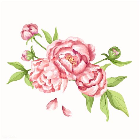 Hand Drawn Pink Peony Flower Illustration Premium Image By Rawpixel