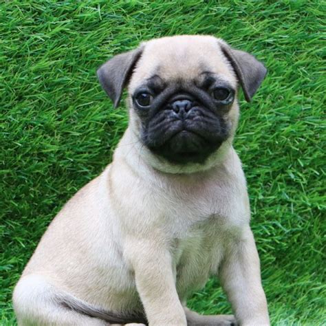 How Much Do Pug Puppies Cost