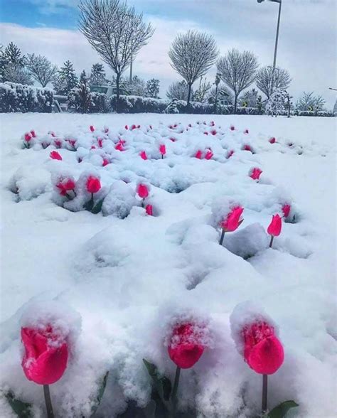 Pin By Gene Brzozowski On Artistic Winter Flowers Winter Plants